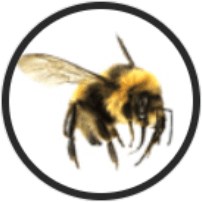 Уничтожение пчел и шершней Старый Оскол