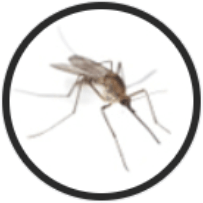 Избавим от комаров в Старом Осколе