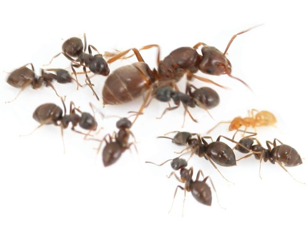 Уничтожение муравьев Старый Оскол